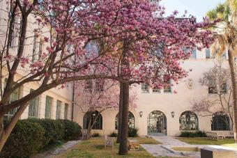 Image of a tree blooming on campus